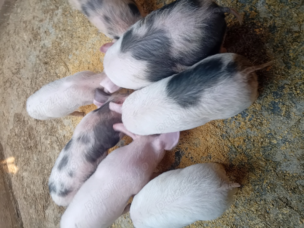 Vând purcei pietrean 