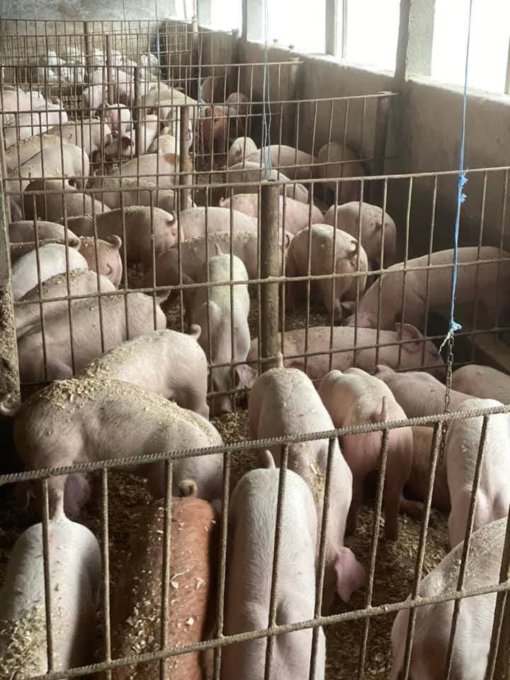 Porci rasa de carne 30-50de kg!