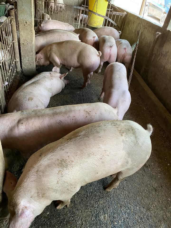 Porci rasa de carne 100-200 kg! Porci rasa de carne 100-200 kg!