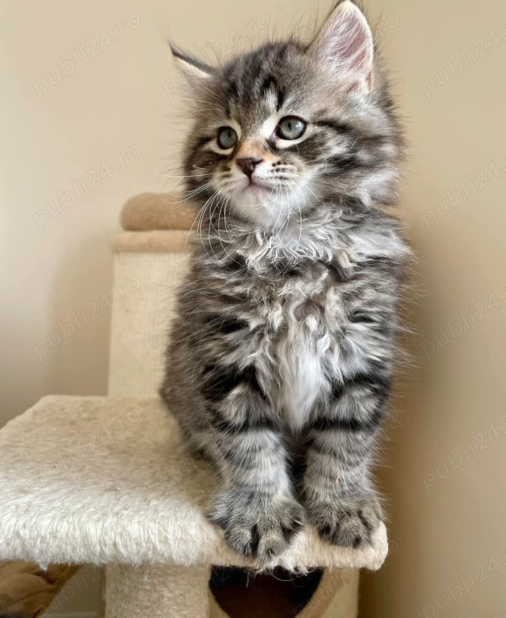 Siberiană de pădure puiuți disponibili imediat! Rasă pură  Siberiană de pădure puiuți disponibili imediat! Rasă pură