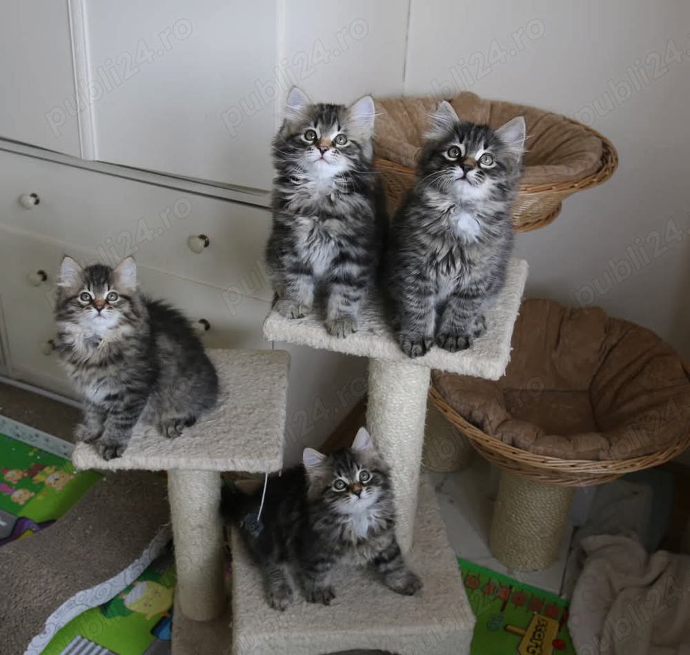 Cel mai frumos cadou! Norvegiană de pădure 