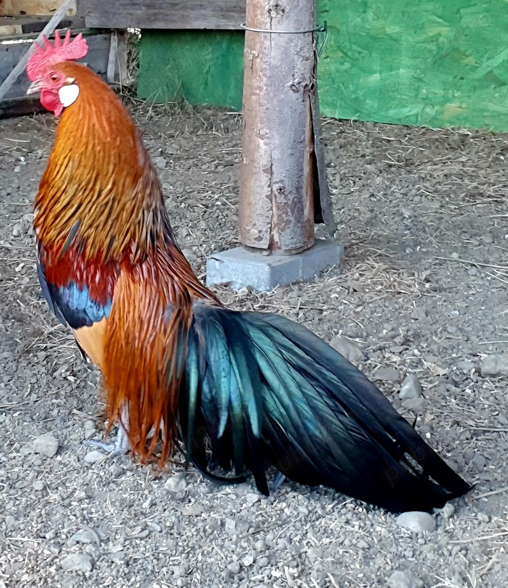 Cocosi pitici Phoenix