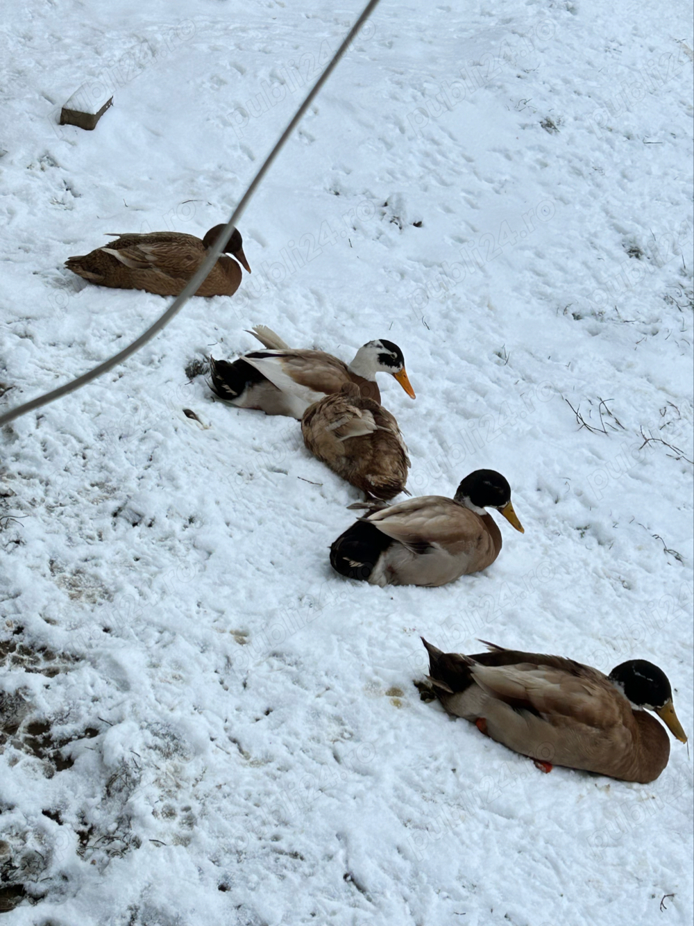 Vand Rate Asiatice Alergatoare