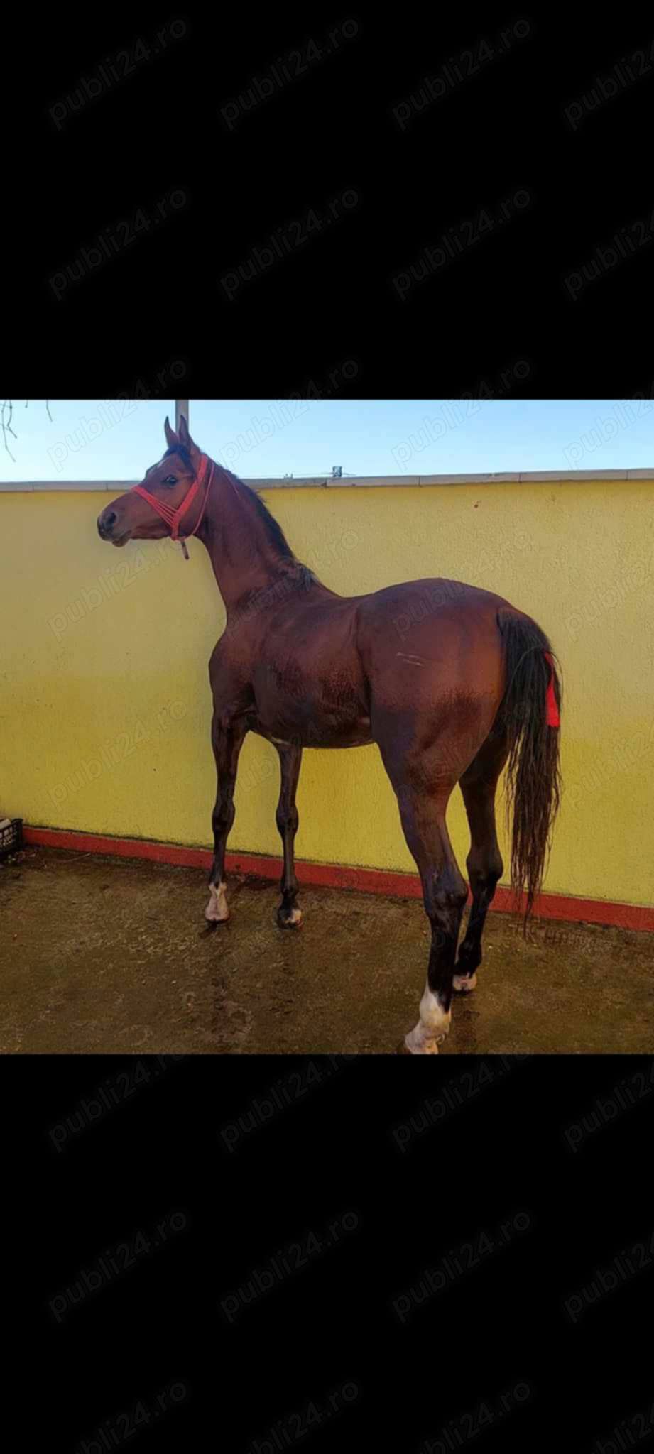 Armăsar pur sînge Arab