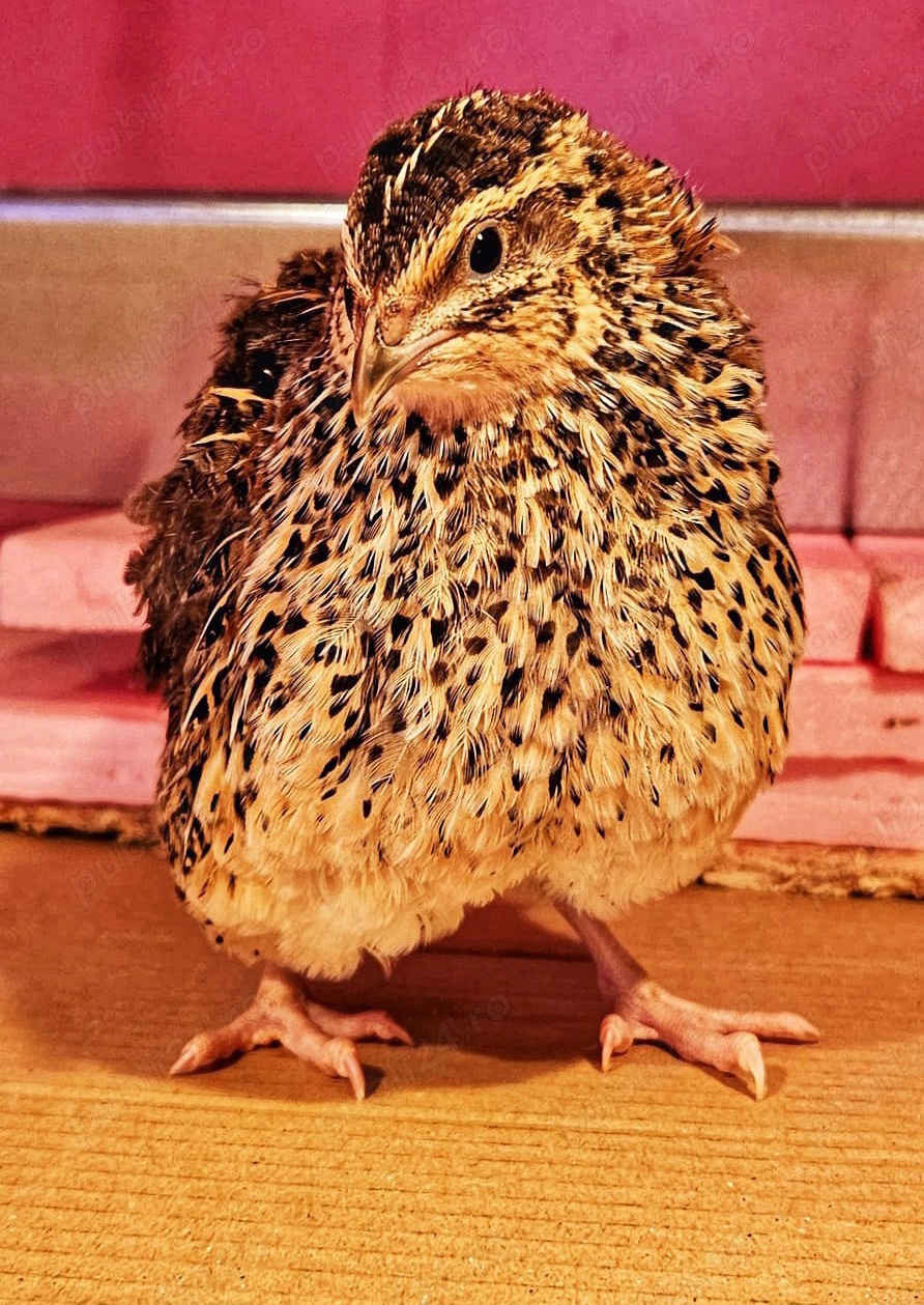 Crescătoria de Prepelițe Slobozia ,Ouă de prepeliță JAPONEZA GIGANT,de vânzare pentru incubat 