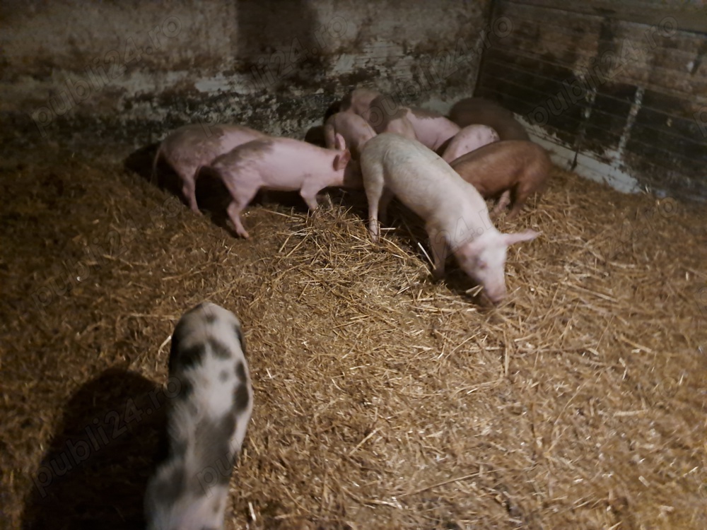 Purcei rasa landrace cu iberico