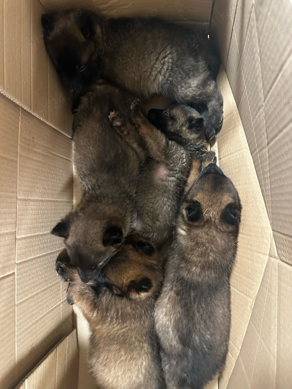 Pui Ciobanesc Belgian Pui Ciobanesc Belgian