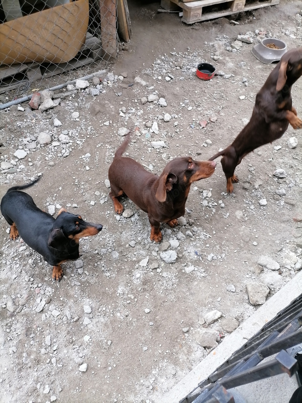 Mascul teckel ciocolatiu 