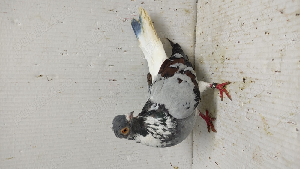 Porumbei codalbi Porumbei codalbi