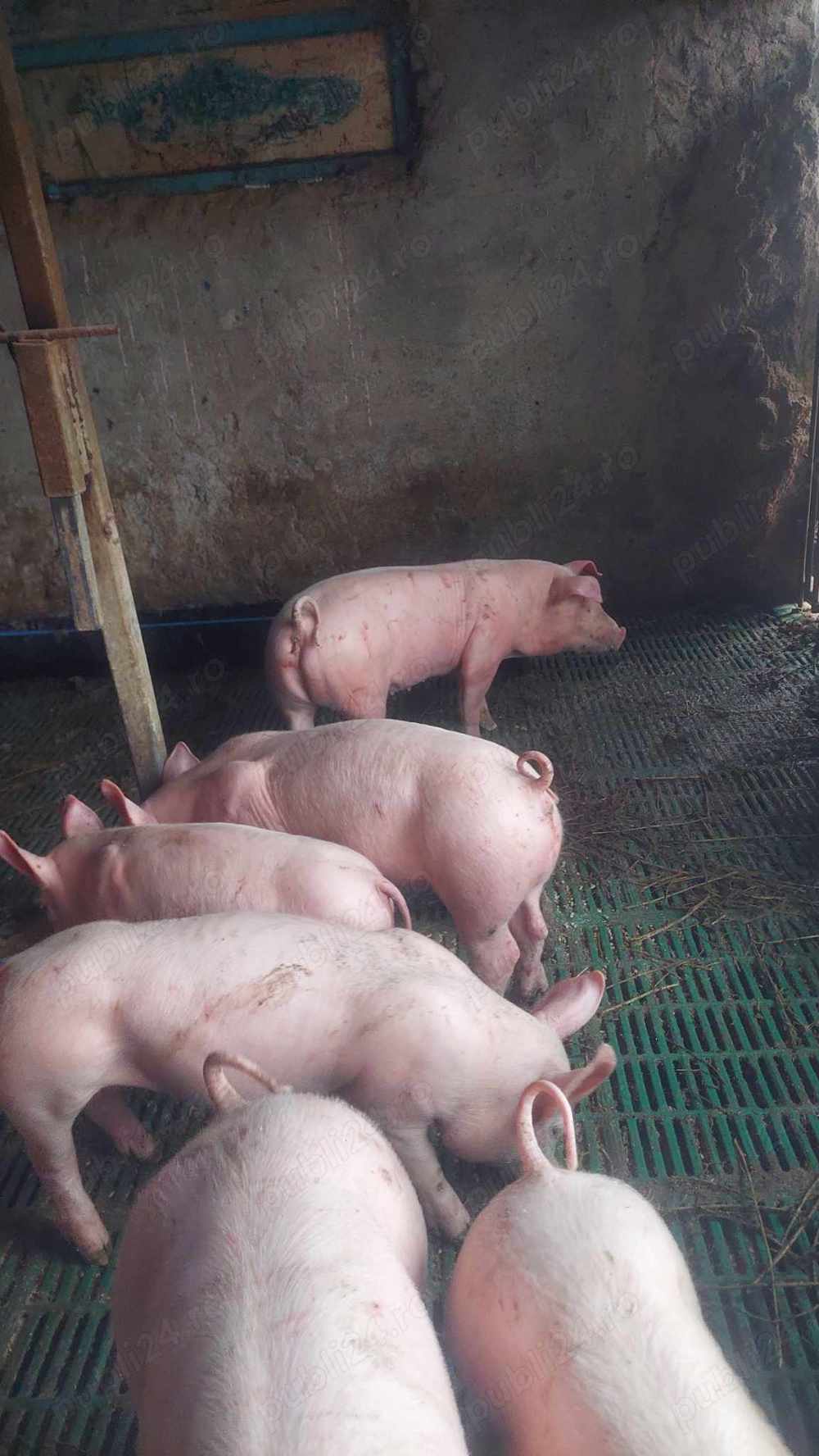 Purceii de rasă disponibili