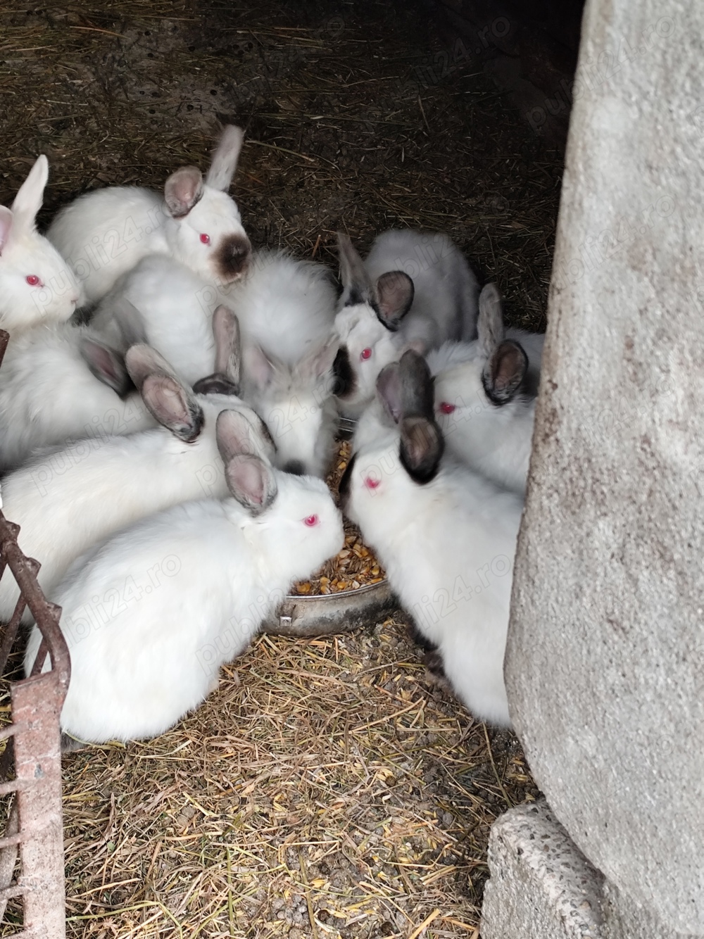 Iepuri de Paște,californian, tineret