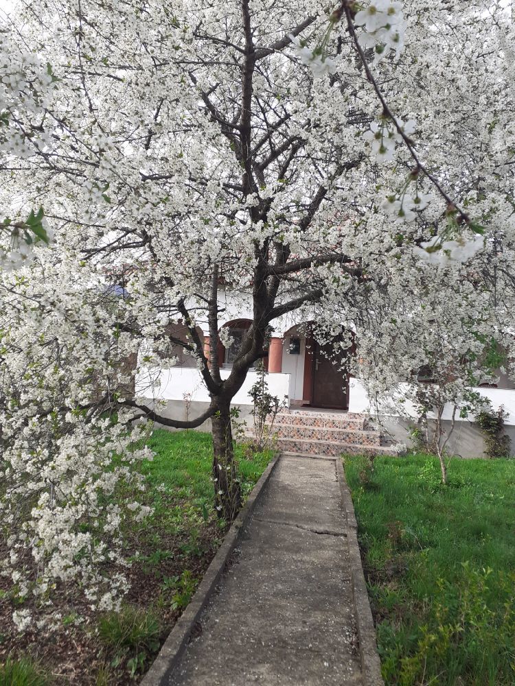 schimb sau vand casa in com.Runcu.sat BALTiSOARA.