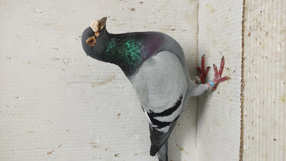 Porumbei voiajori albastri