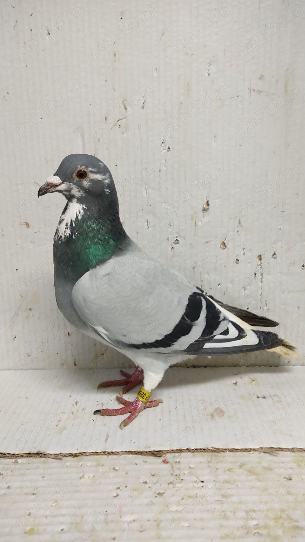 Porumbei voiajori sport 