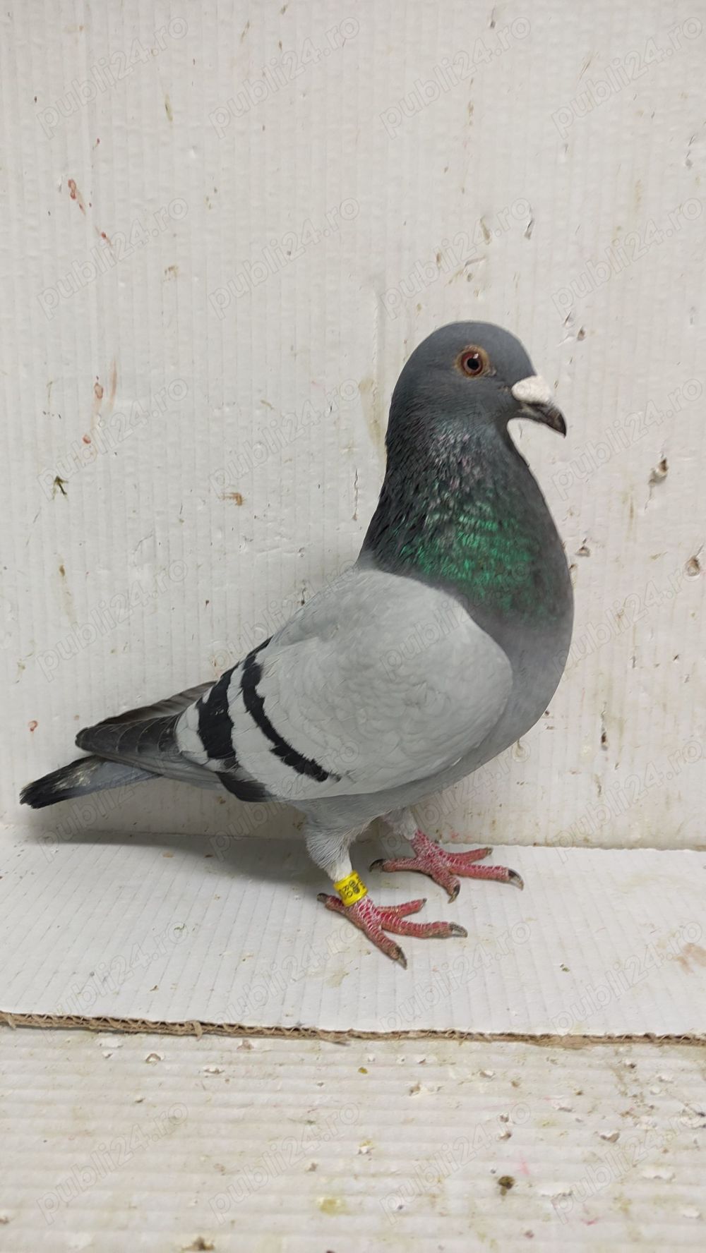 Vand porumbei voiajori tineret 2024