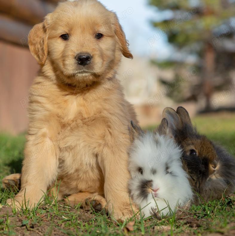 Pui Golden Retriever- Companionul Ideal pentru Familia Ta!