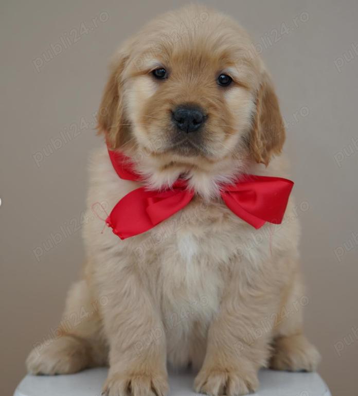 Pui Golden Retriever- Rasa excepțională pentru Companie!