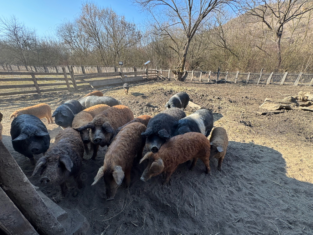 Vand porci mangalita si bazna