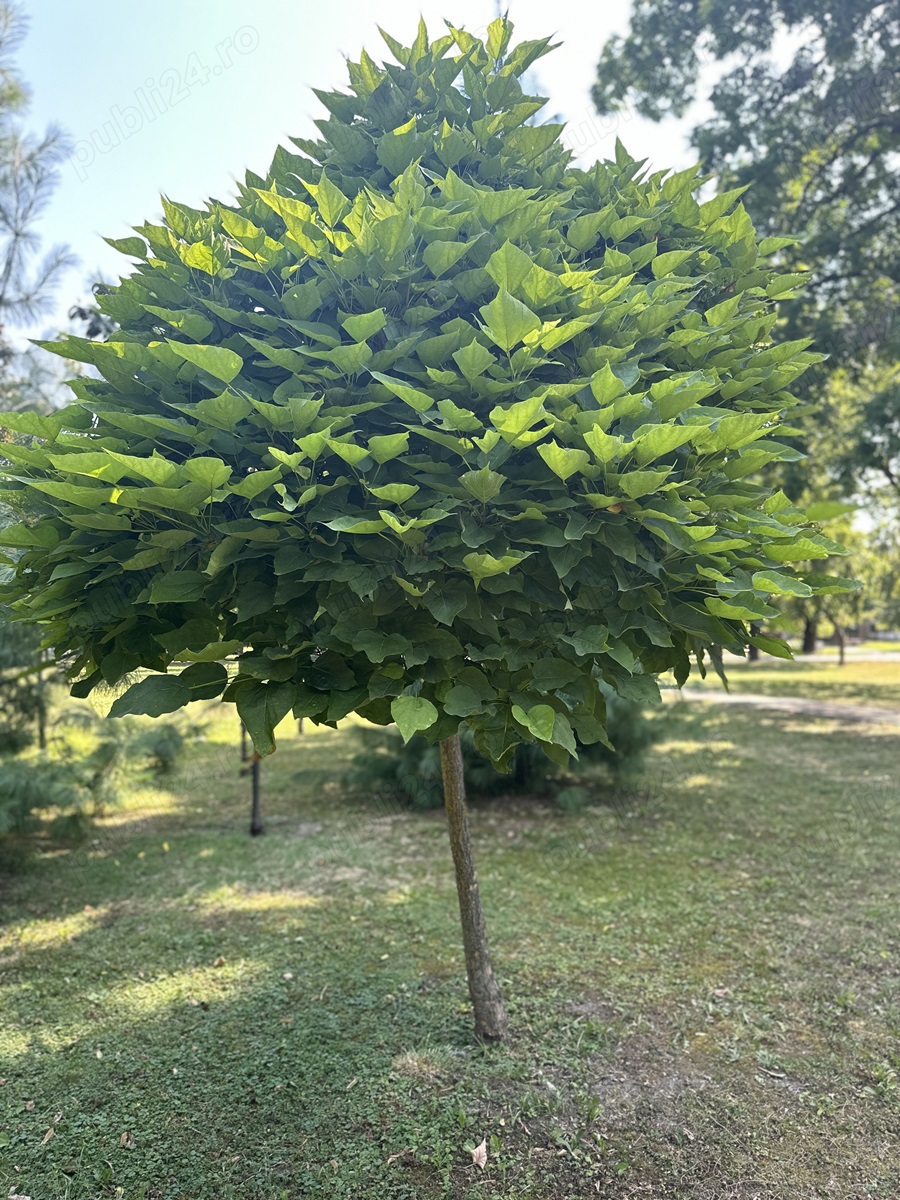 Angajam fete la gradinarit - Calugareni Giurgiu 