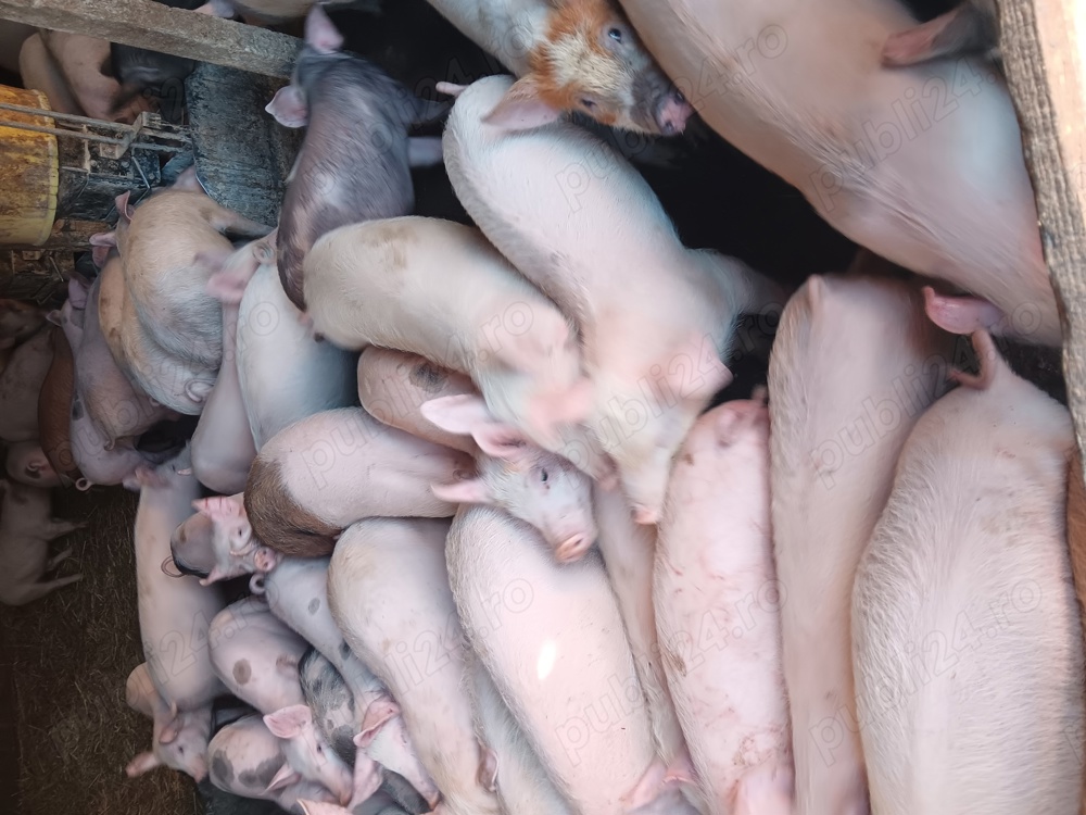 Purcei De Vânzare 15-35 kg 