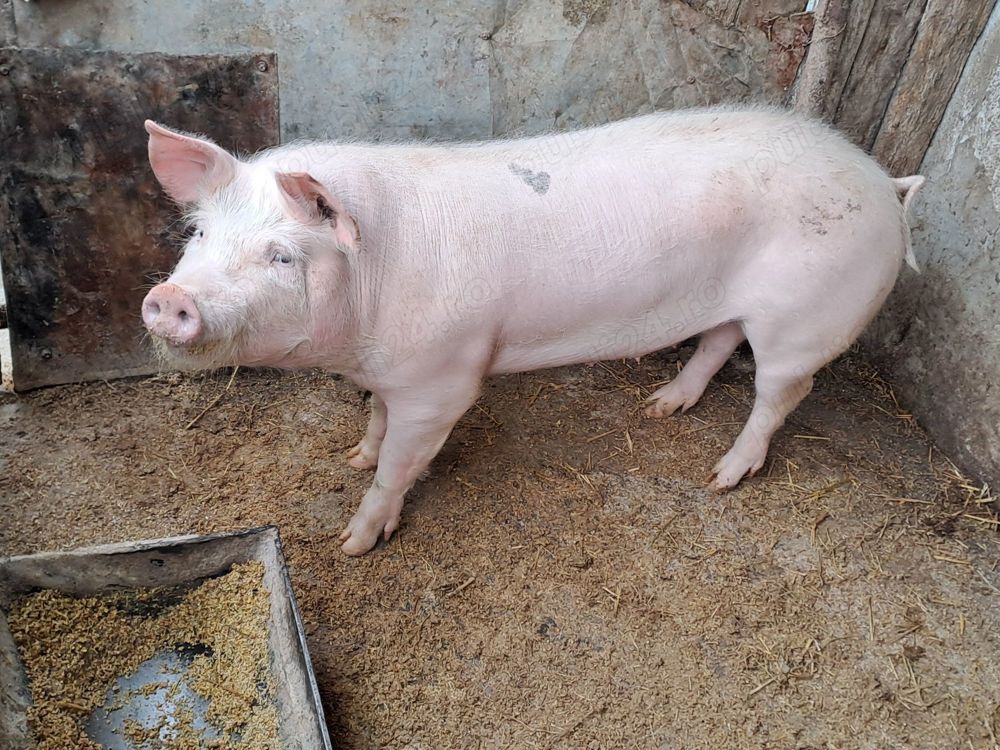 Vând purcea de prăsilă landrace