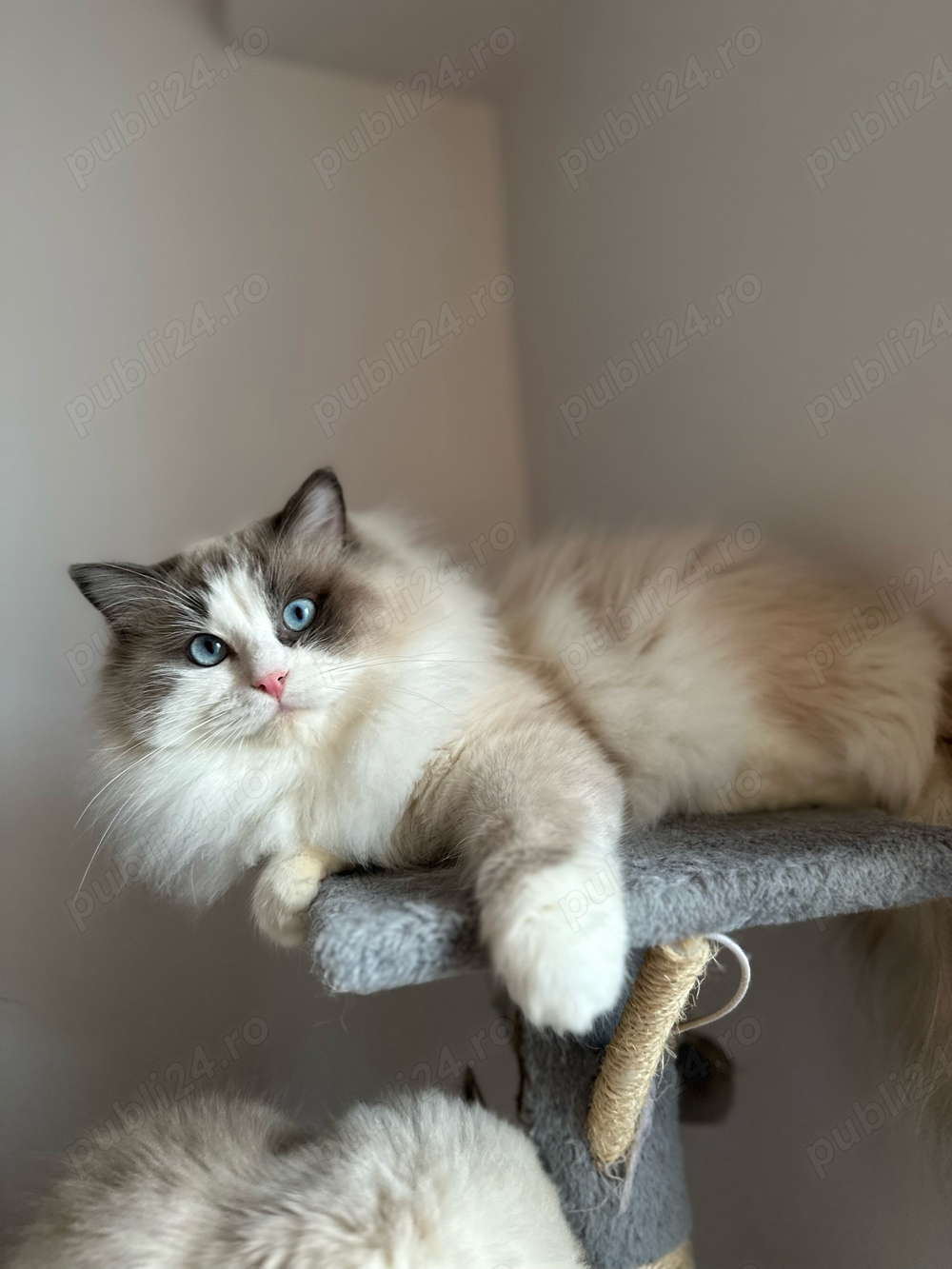 Montaa Motan Ragdoll