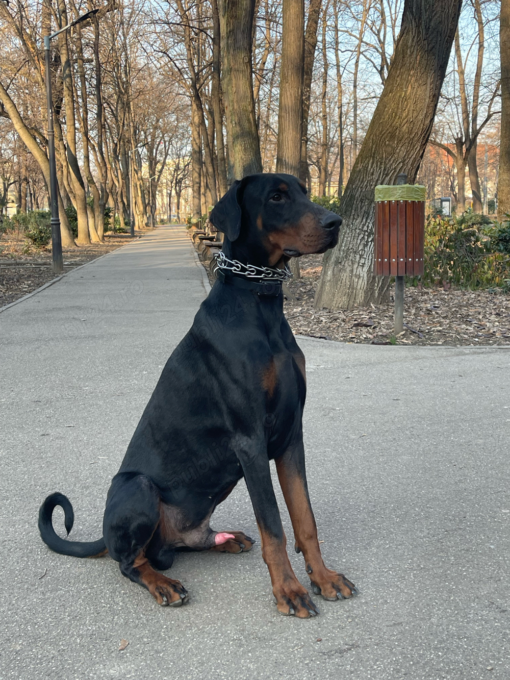 Dobermann cu Pedigree