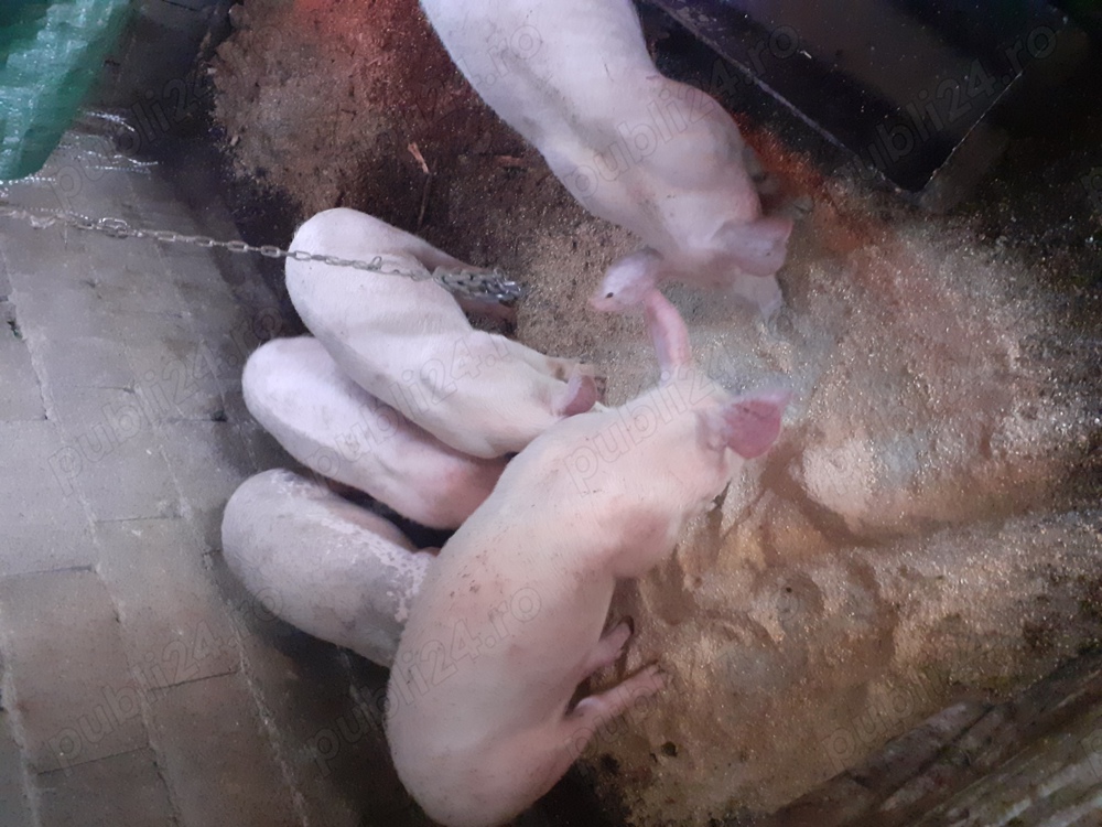 Vind grăsuni!  Vind grăsuni!