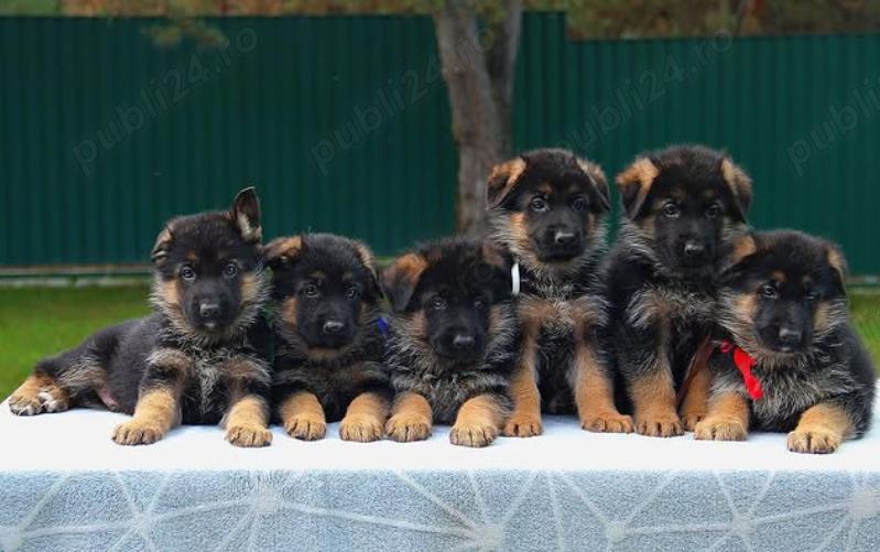 Pui Ciobănesc German-rasă inteligentă,  loială  și activă!