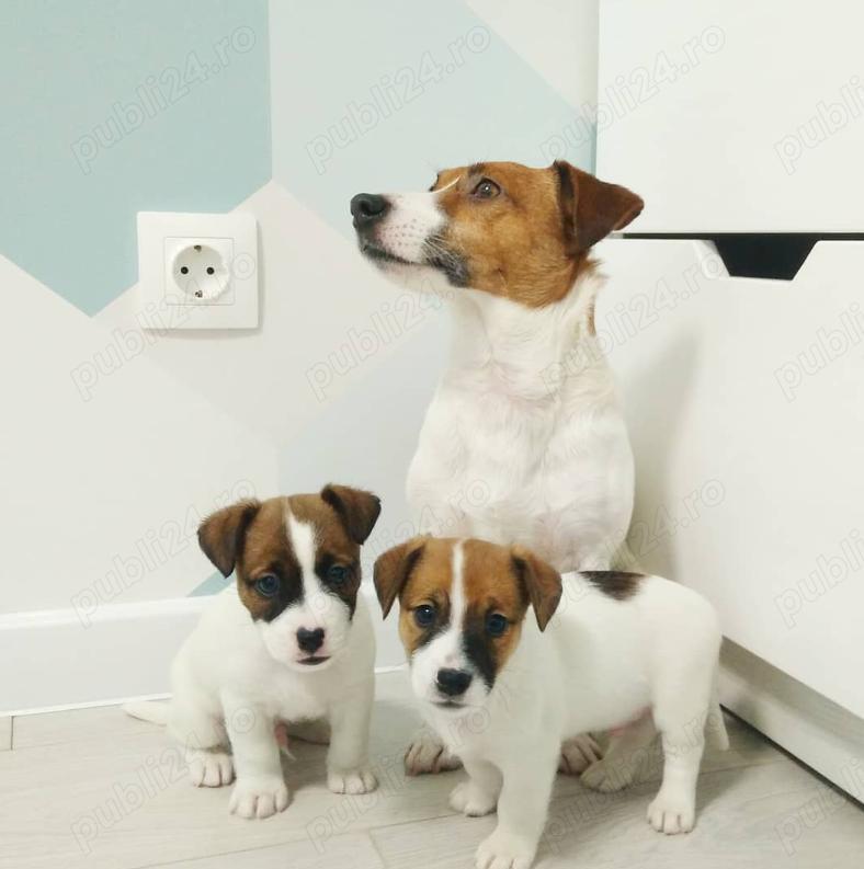 Pui adorabili Jack Russell Terrier- activi , jucăuși, inteligenți 