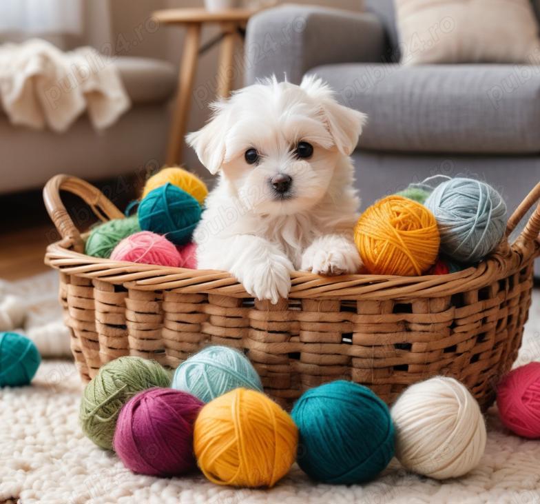 Pui Bichon Maltez varianta Miniatur - canisa autorizata !