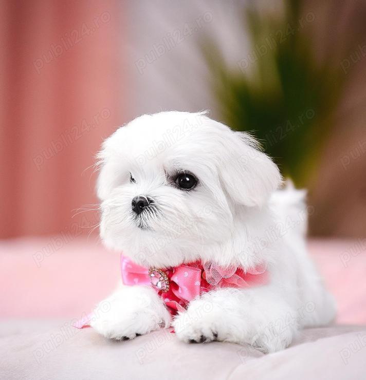 Pui Bichon Maltez - din canisa autorizata- sănătoși și îngrijiți 