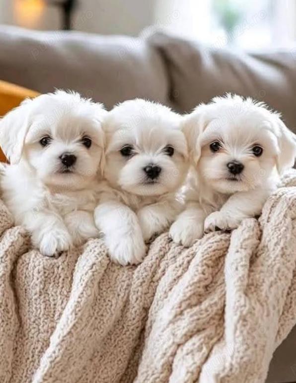Canisa autorizata- pui Bichon Maltez sănătoși și iubitori!