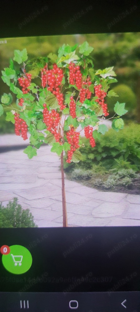 Caut om pentru tuns pomișor coacăz și pomisor agriș