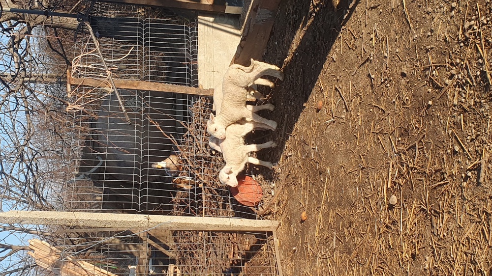 Berbecuti din rasa Merinos Berbecuti din rasa Merinos