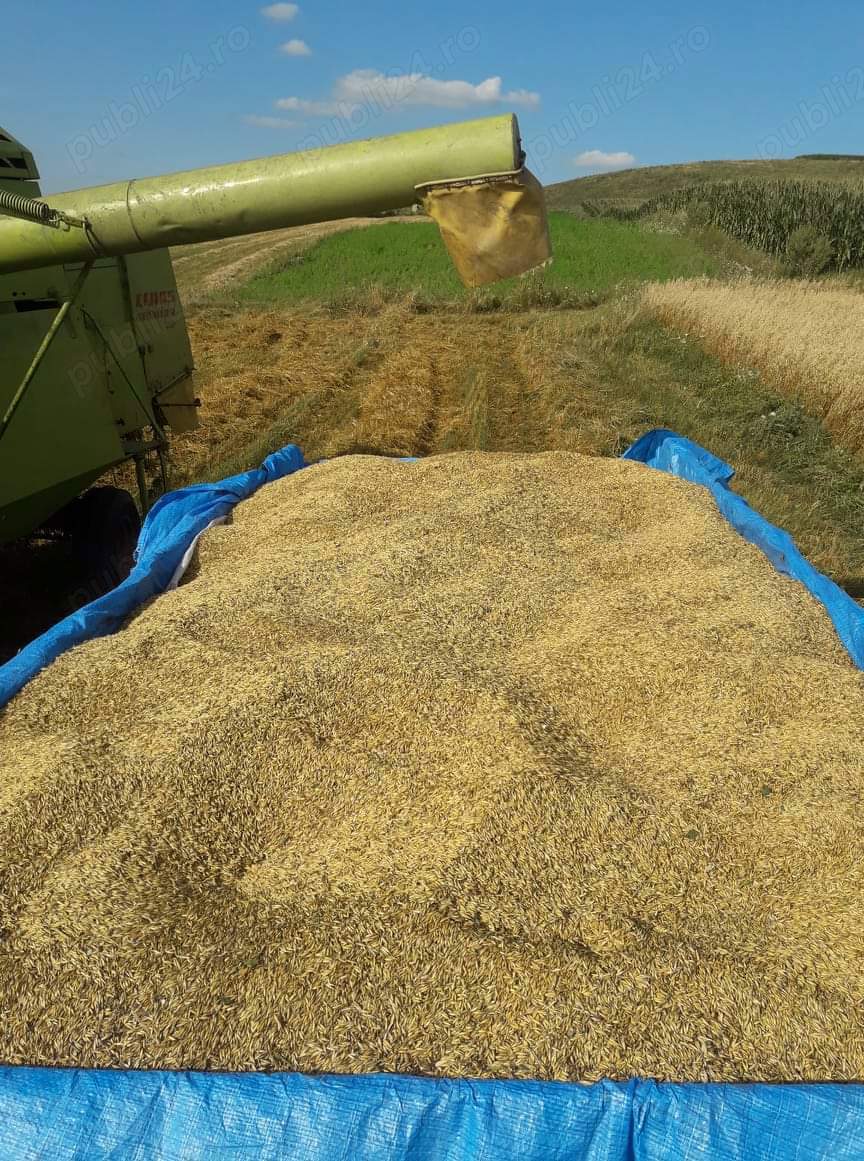 ovăz de vânzare super calitate. 