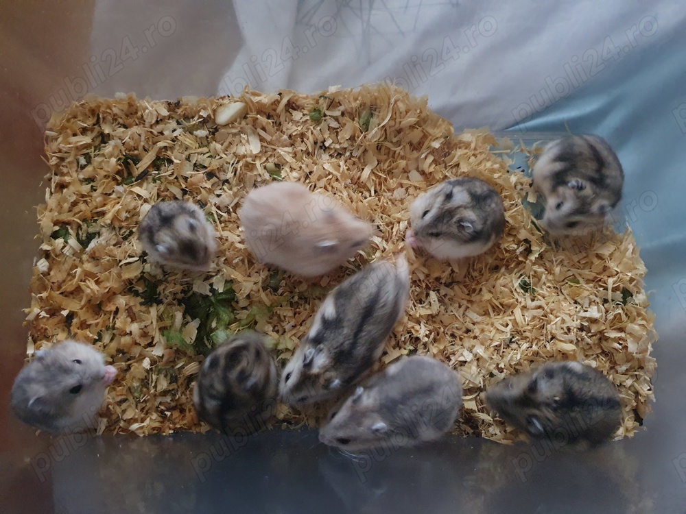 Vand hamsteri pitici 