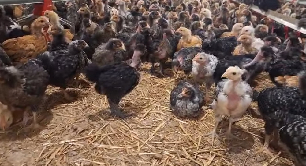  pui rasa mixta  Kabir, vacinati deparazitati: Ac