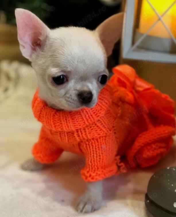 Pui Chihuahua Toy - sănătoși și îngrijiți!