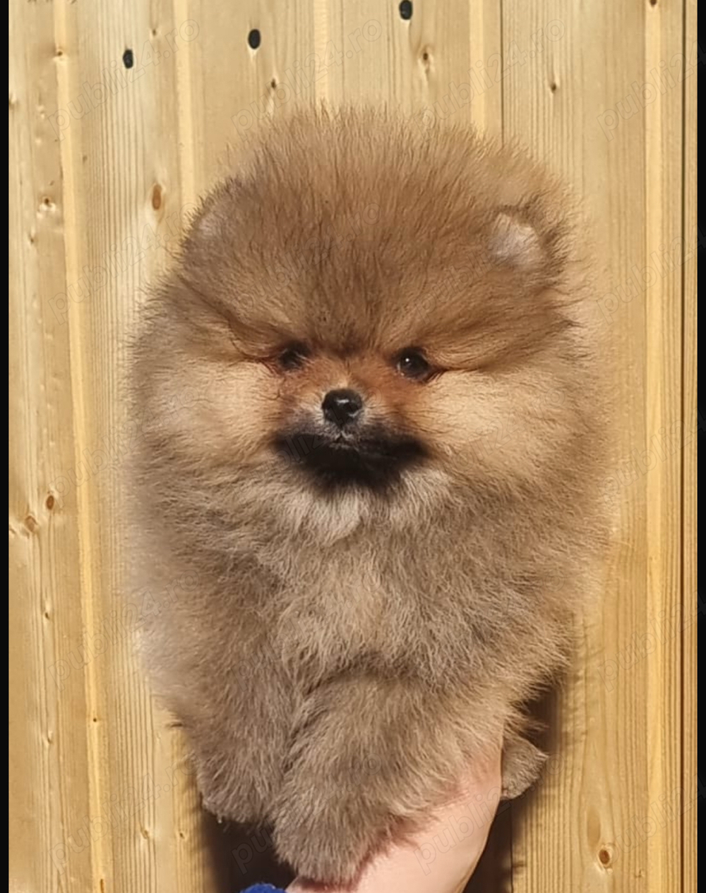 Spitz German Pomerania