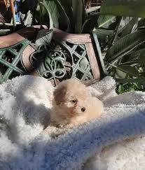 Căței Pudel ofertă 1500 lei Asigur transport în toată țara 