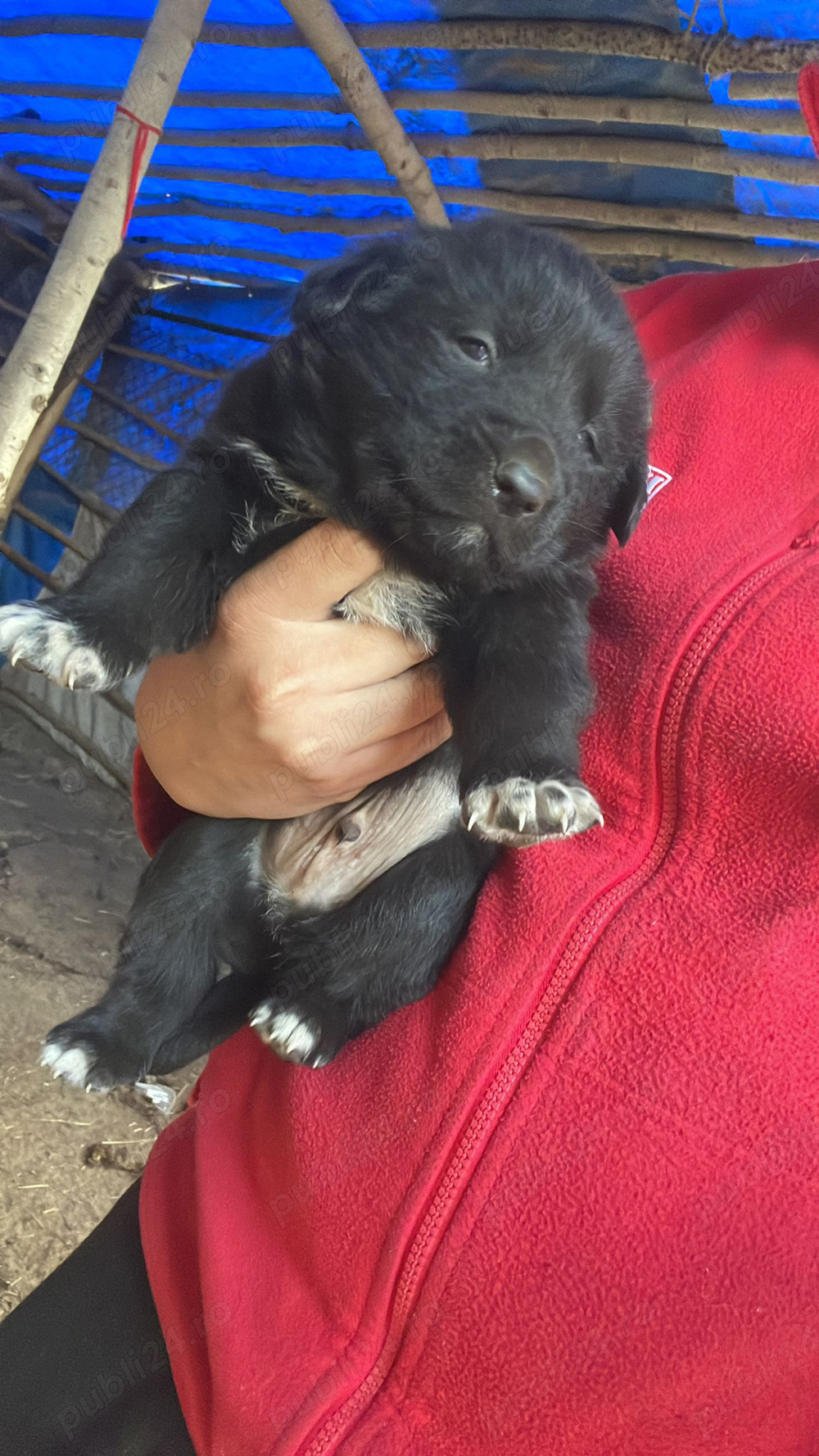 Ciobanesc corb original si mioritic Ciobanesc corb original si mioritic