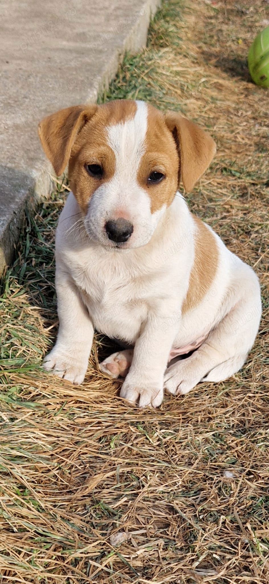 Jack Russell Terrier