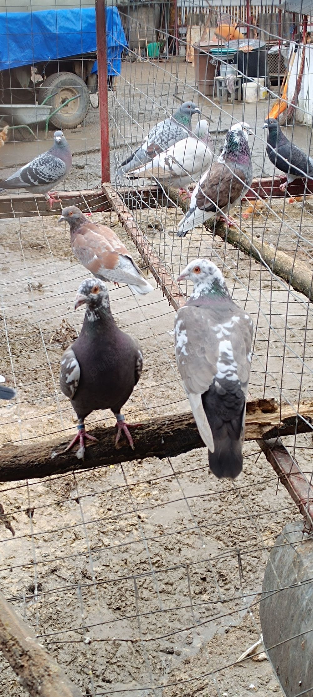 Porumbeii voiajori Brown 