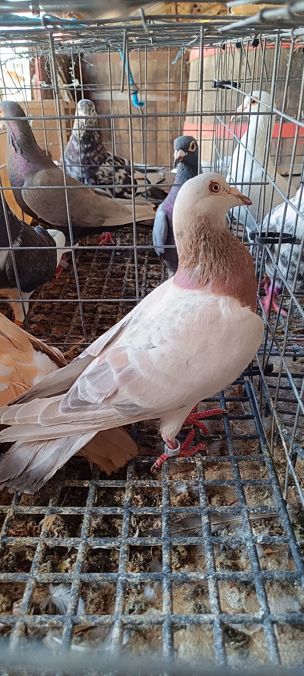 Porumbei voiajori culori rare Porumbei voiajori culori rare