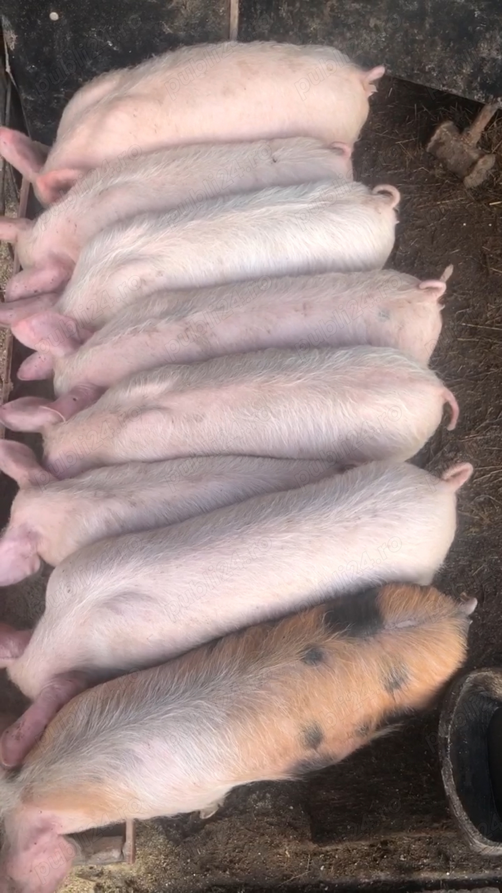 Purcei rotisor Purcei rotisor