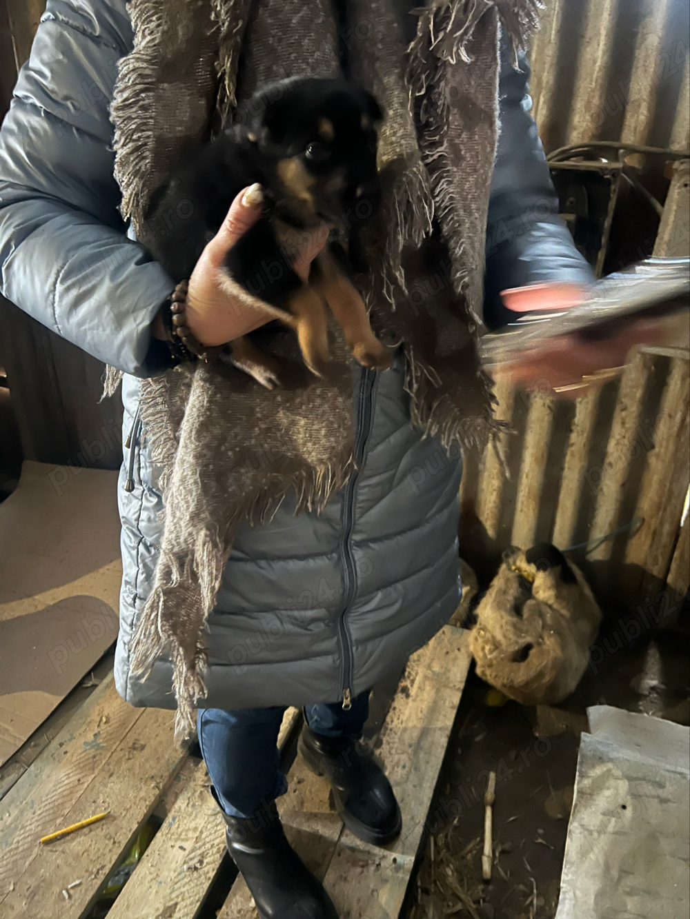 vand caine catea lup 2 luni