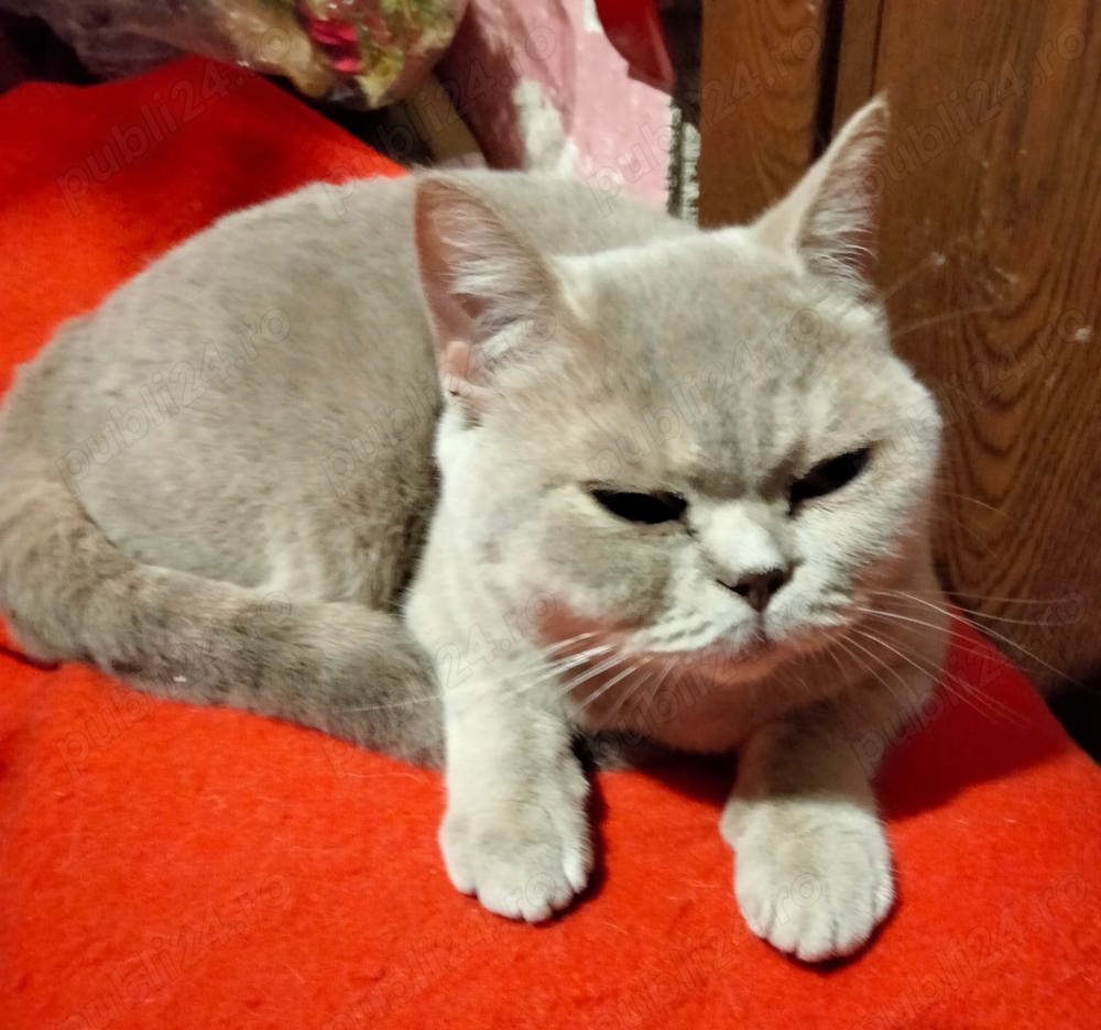 Pisicuță British Shorthair 