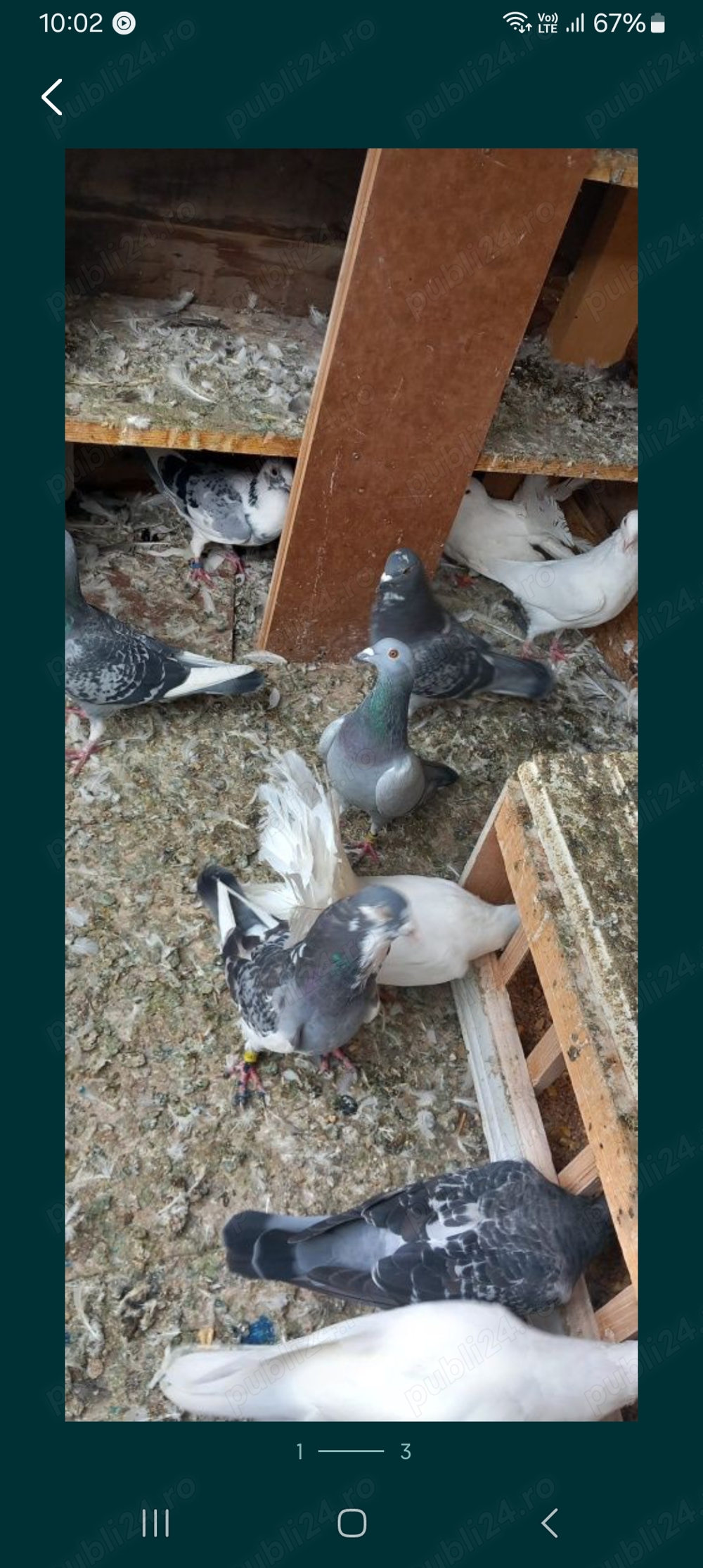 Vând porumbei voiajori, deparazitați, sanatosi si foarte frumoși,