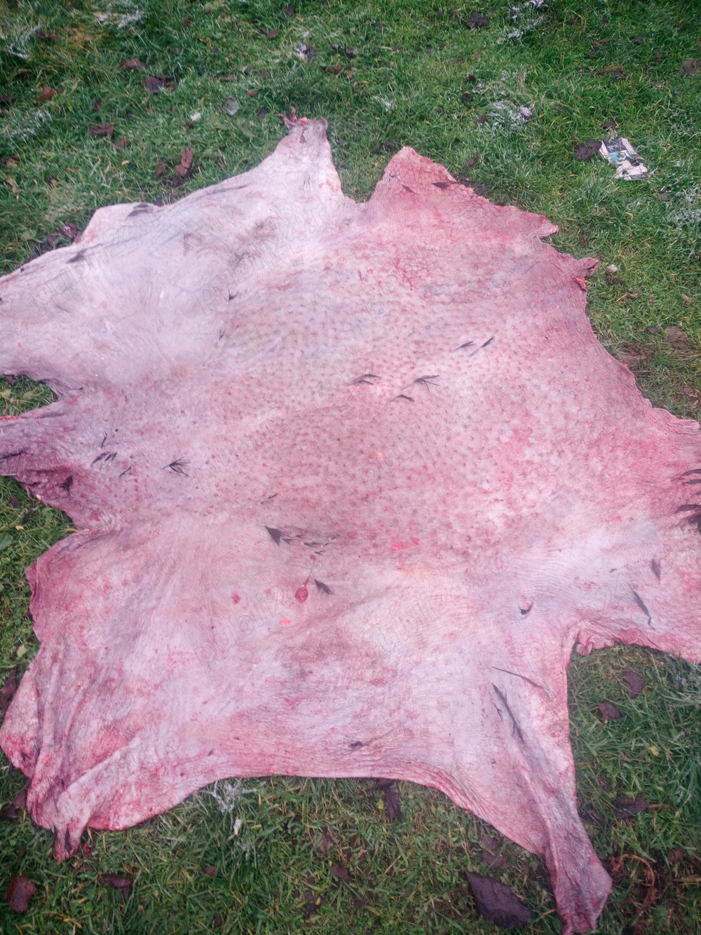 Piei de struți pusă la sare Piei de struți pusă la sare